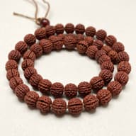 Rudraksha